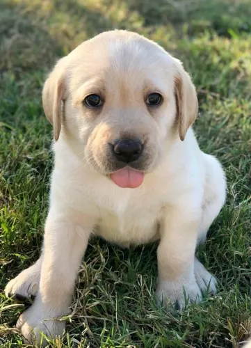 Labrador Retriever - O Reforço Perfeito Para O Seu Lar