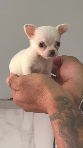Chihuahua Pêlo Curto Fêmea!! Uma Micro Mocinha.