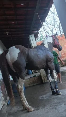 CAVALO PAMPO 6 ANOS JA CORRENDO