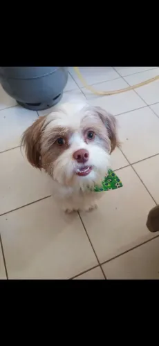 Vendo lhasa apso