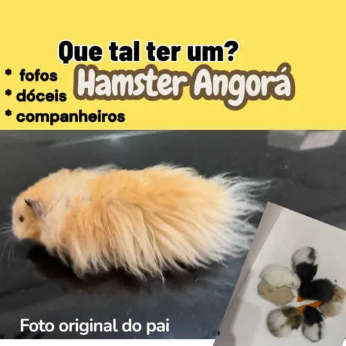Hamster sírio angora. Várias cores