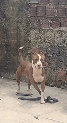Pitbull macho para cruzar.