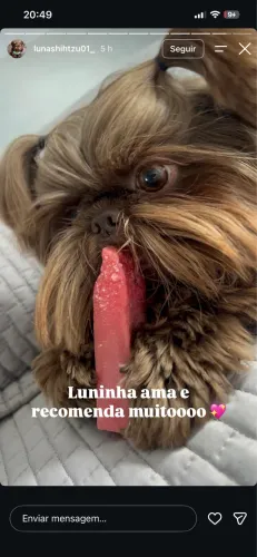 Cachorro shitzu