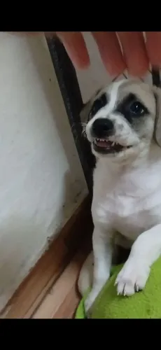 cadela pra doaçao