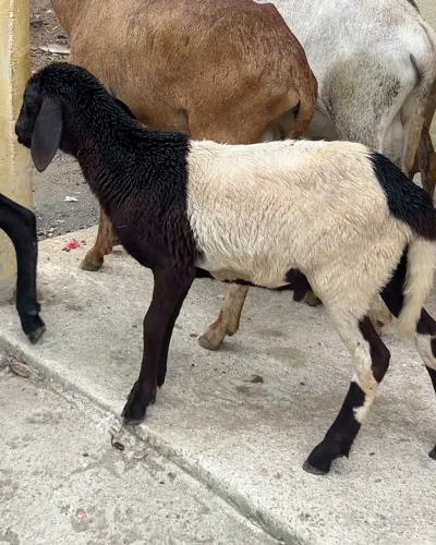 Borrego dorper