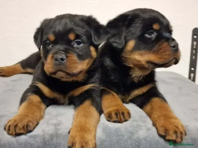 Filhote de cachorro rottweiler super dócil e temperamento equilibrado