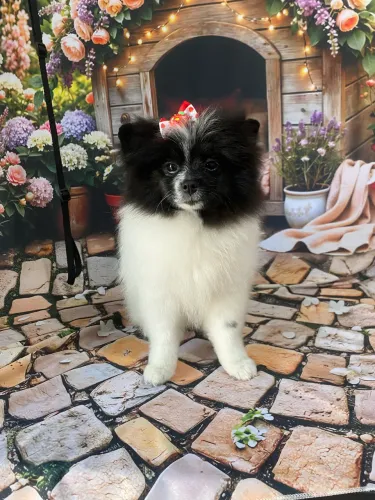 VENDO LULU DA POMERANIA FÊMEA