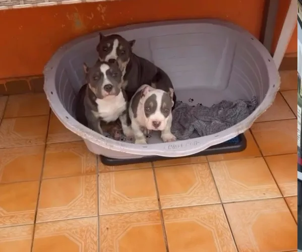 American bully