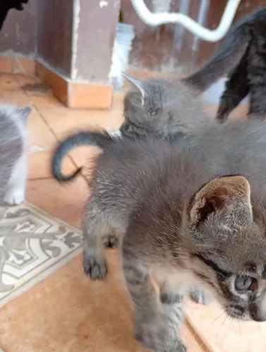 Doa-se gatos lindos de 1 mês e 10dias