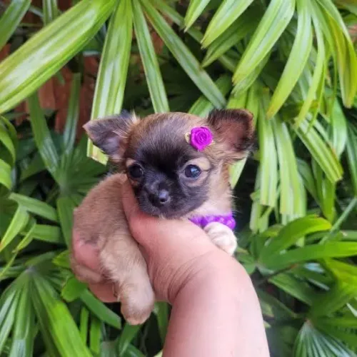 Chihuaha fêmea pelo longo micro pedigree opcional 