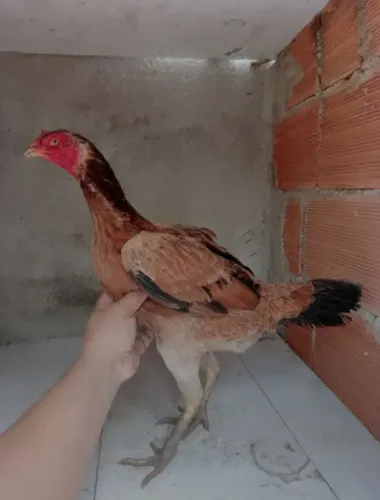 Venda ou troca