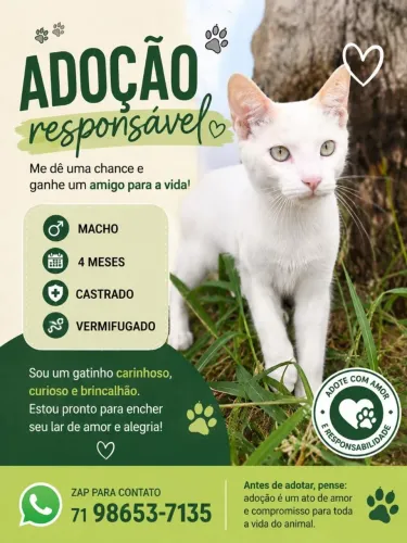 Gatinho branco para adoção 