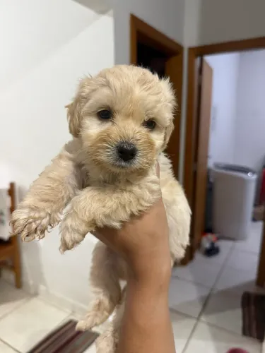 Cachorro a venda