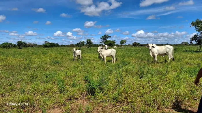 Localização privilegiada venda fazenda entra Serrinha ,Biritinga Nova Soure