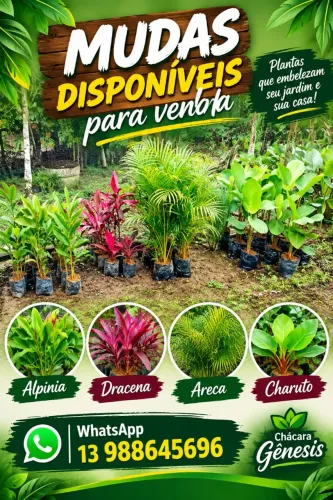 Mudas plantas ornamentais