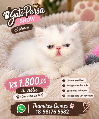 Persa filhotes