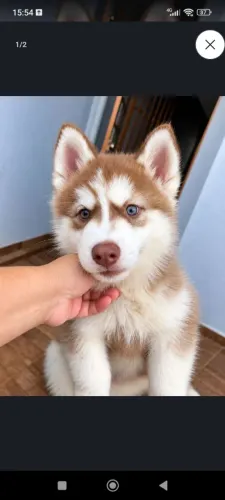 Filhote de Husky