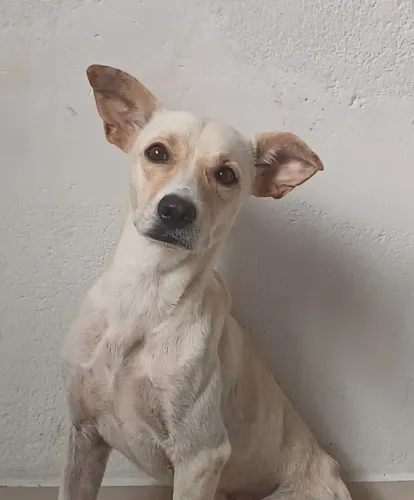 Cachorros