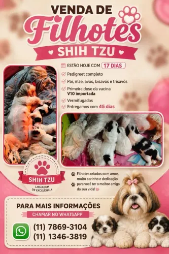 Filhotes de shitzu 