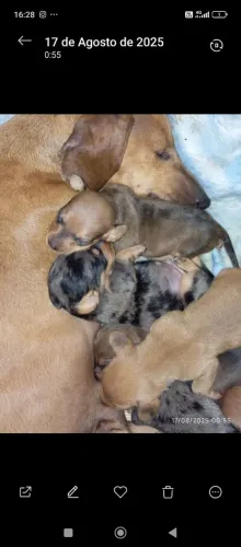 Dachshund linguicinha miniatura