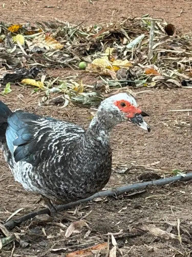 Vende-se Patos 