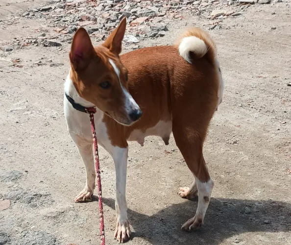 Filhotes de BASENJI