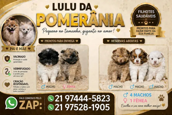 Lindos filhotes de Spitz Alemão disponíveis 