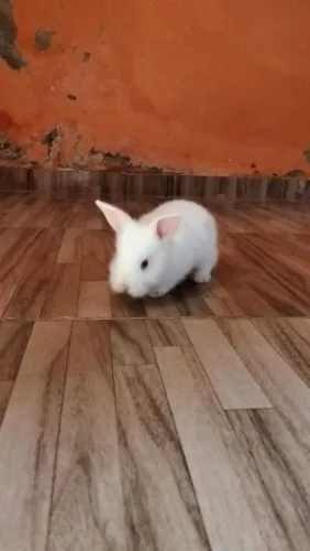Coelhos 