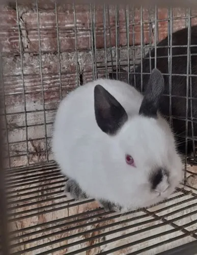 Mini coelho