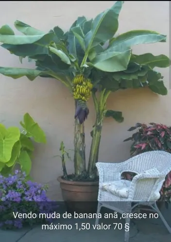 Muda de banana anã !!