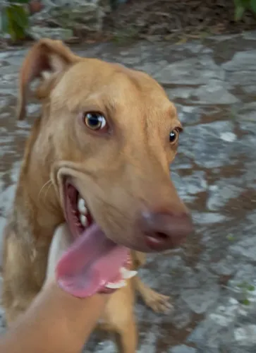 Cachorro porte médio/grande