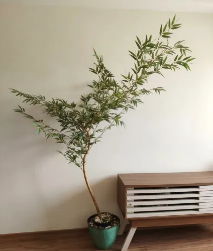 Planta ornamental bambú japonês