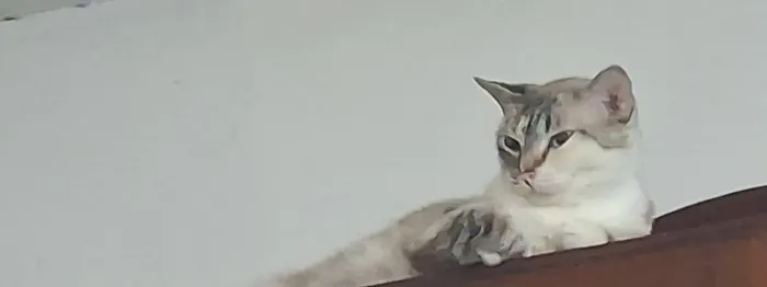 Gata castrada para adoção