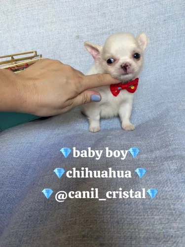 CHIHUAHUA MACHINHO PELO LONGO CISQUINHO