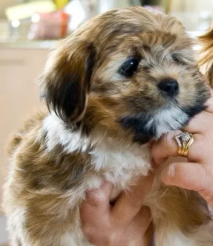 Lhasa Apso macho raça pura perfeito