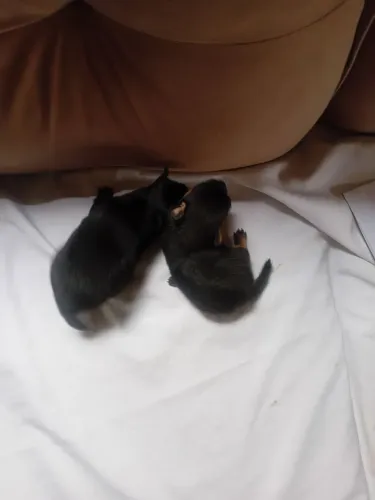 pinscher com lulu, *