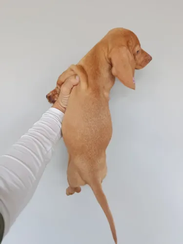 basset fêmea 
