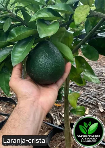 Mudas frutiteras produzindo a partir de R$50,00 sao mais de 200 tipos fritifera