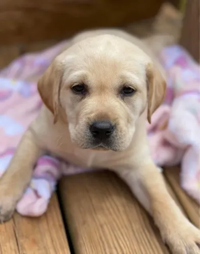 Filhotes De Labrador - Os Melhores Amigos Veem Em Pacote De Fofura