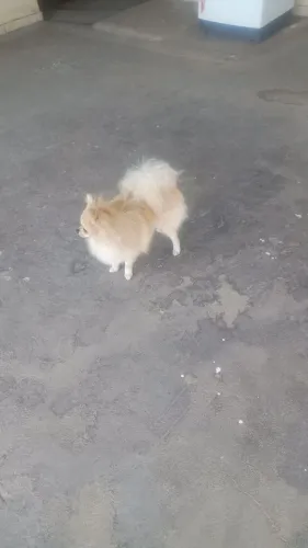 Vendo um lindo Spitz alemão macho
