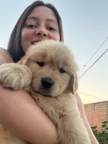 Golden retriever padrão americano pelagem longa