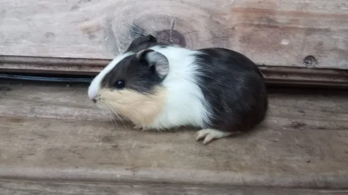 Porquinho da índia