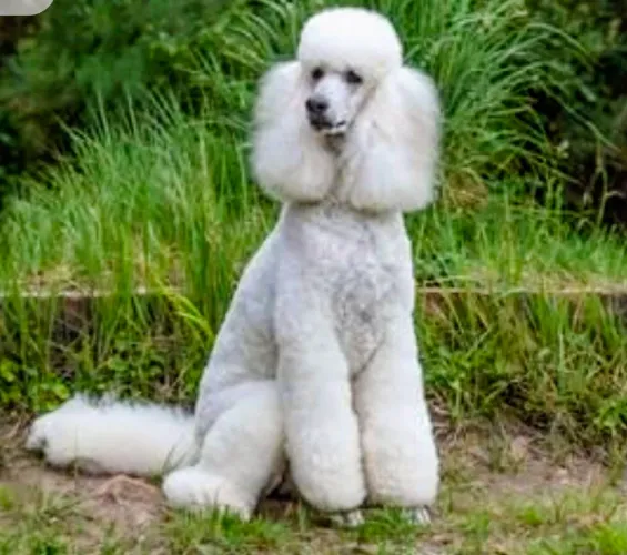 Poodle gigante