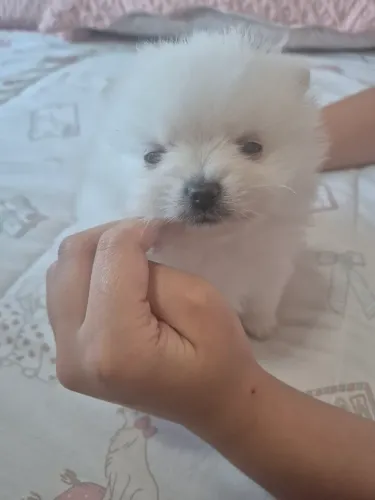 Filhote Lulu Pomerânia (Sptiz)