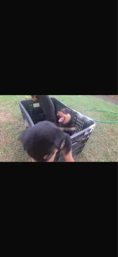 Vendo filhote de rottweiler puro