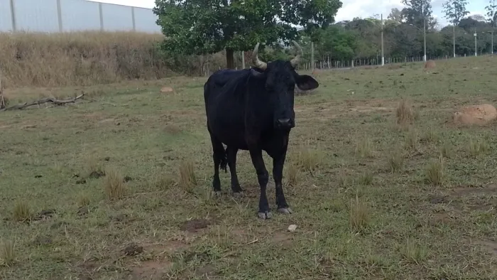 Vaca mojando