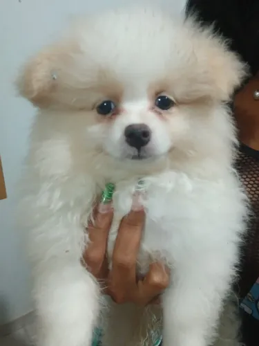 Vendo filhote spitz alemão