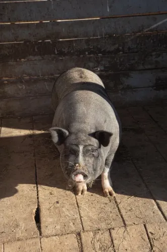 vendo porco macho reprodutor barato