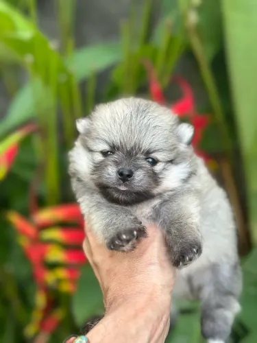 Spitz fêmea linda
