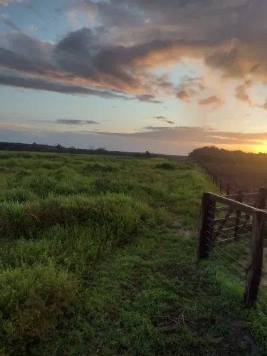 Fazenda para venda tem 290 hectares, planos, formada em Caripi - Igarapé-Açu - PA